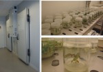 大型步入式植物生长箱/人工气候室